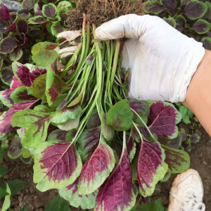 新鲜红苋菜现摘红米苋菜汉菜寒菜旱菜鲜嫩农家露天蔬菜1-3斤包邮