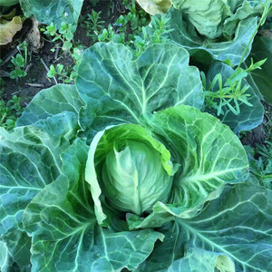 湖北农家自种露天蔬菜牛心包菜牛角包卷心菜鲜嫩当季5斤包邮