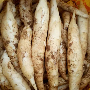 新鲜冬薯竹薯
