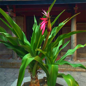 红花文殊兰白花文殊兰紫粉文殊兰盆栽庭院客厅十八学士