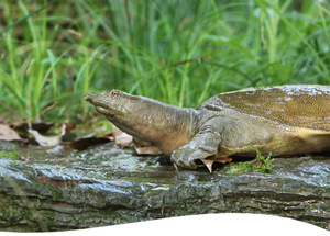 【野泥】野生甲鱼 野外自然生长 中华鳖活体鲜活水鱼团鱼500g