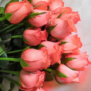 影星/我为你着迷 切花月季粉红玫瑰 花苗