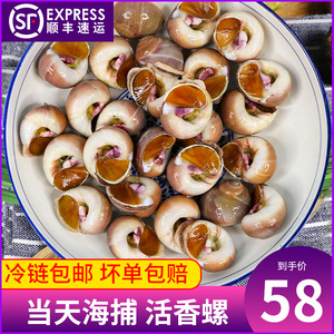 海鲜贝类水产 鲜活香螺 野生新鲜红香螺小香螺甜螺黄香玉螺肚脐螺