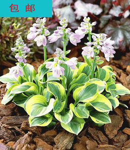 特价金边花叶鼠耳(进口迷你玉簪)/绿化彩叶植物庭院盆景花卉