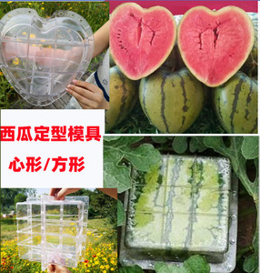 农用大棚西瓜定型模具盒方形西瓜定形生长塑料模型心形甜瓜模具
