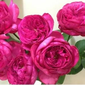 伊芙红伯爵月季系列胭脂飞溅粉乙女心婚礼伯爵大花浓香水型苗