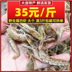 大连海鲜鲜活嘎嘣虾花腰子虾野生夹板虾鼓虾大花虾大个嘎巴虾生拌