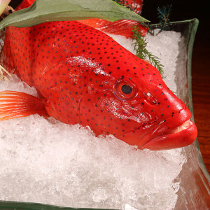 鲜活野生东星斑500g 野生红星斑东星斑活冻日本料理刺身野生活体