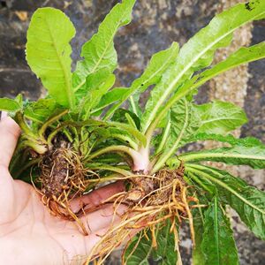 新鲜地胆头 地胆草 草鞋根铁灯柱红花地胆头中草药牛契埔包邮