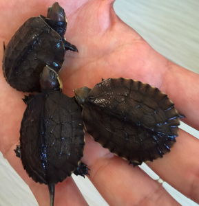 越南种南石龟苗海南种南石龟碌乌龟活体宠物龟长寿龟石龟低价包邮