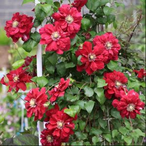 东篱园艺 正红色重瓣矮生大道铁线莲夏尔曼室内阳台盆栽花卉