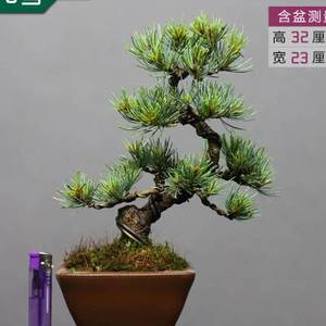 大阪松小品