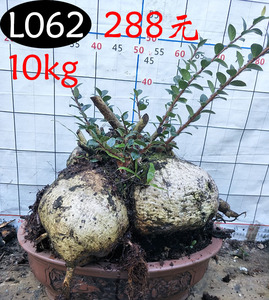 云南红花树萝卜特价盆栽观根植物花卉防辐射肉肉盆景长圆叶树萝卜