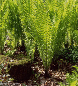 大型蕨类植物荚果蕨观赏蕨凤尾蕨鳞毛蕨盆景庭院盆栽绿植门旁盆栽