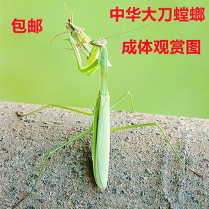 螳螂宠物中华大刀广斧活体刺花非洲大魔花兰花幽灵活体卵夹爬宠虫