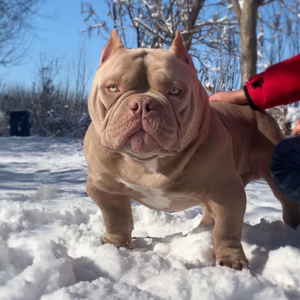 美国恶霸犬幼犬纯种活体恶霸犬斗牛犬幼崽口袋体巨型杜宾犬家庭犬