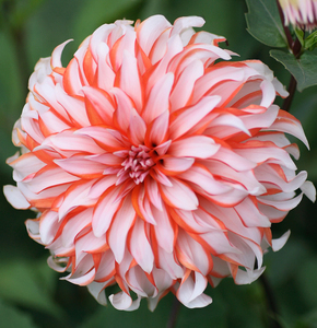 大丽花种球包邮