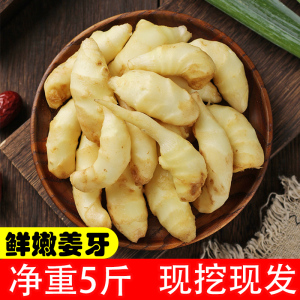 嫩姜芽新鲜现挖子姜泡姜仔姜小嫩姜牙红芽鲜姜10生姜包邮5斤