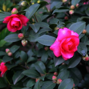 绿植花卉四季茶梅盆栽 茶花苗茶花树苗茶花花期长3年苗带花苞发货