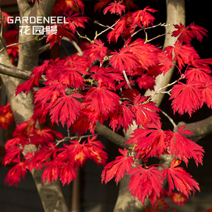 【日本枫树】舞孔雀 经典秋红枫耐阴小乔木日式庭院花园鳗盆栽苗