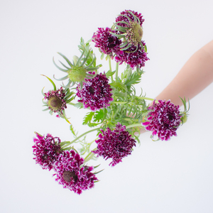 昆明直发松虫草鲜花家用客厅插花婚庆室内水养鲜切花顺丰母亲节