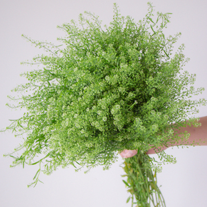 绿菱草鲜切花配叶配草国产鲜花云南顺丰直发家庭水养插花情人节