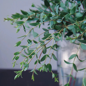 云南细叶尤加利叶鲜花家用水养鲜切花昆明基地直发插花顺丰情人节