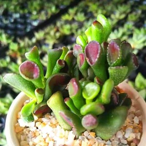 吸财树精品聚财多肉发财镇宅树客厅旺宅迷你小盆栽可爱好养易活