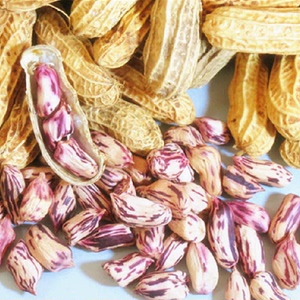 当季新货 云南缅甸 五彩花生 七彩花生 带壳花生1斤半30元