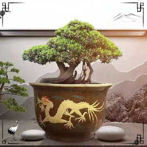 龙缸花盆黑缸均釉缸花瓷盆大号陶瓷花盆大型铁树花盆绿植花盆包.