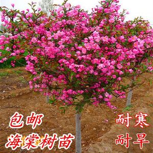 海棠树苗南方北方种植盆栽地栽耐寒四季常绿开花庭院风景花木树苗