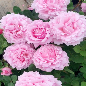 新品法国玫瑰索菲罗莎大花浓香月季花苗四季开花阳台庭院耐寒抗病