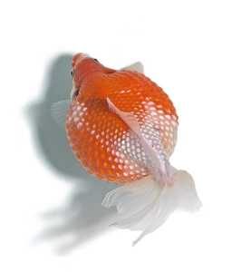 观赏鱼活体金鱼珍珠鱼大肚子小型厘米鱼苗红白花冷水淡水活鱼喂食