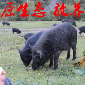 放养藏香猪黑猪仔巴马香猪活苗果林散养二代野猪高纯度包活包健康
