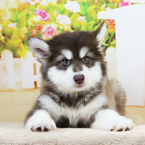 纯种阿拉斯加幼犬雪橇犬大型犬熊版狼版灰桃红棕宠物狗活体幼崽