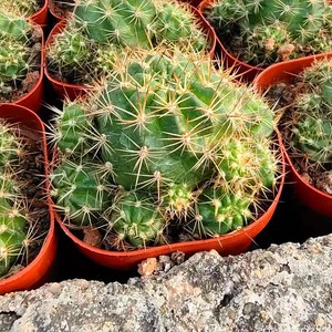 朱丽丸朱丽球仙人球开花盆栽室内花卉绿植防辐射肉肉丽花球属多肉