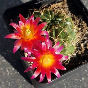 朱丽仙人球趣味开红花子孙球群生丽花球属仙人掌桌面防辐射小盆栽