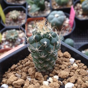 长城丸仙人球 娇丽属开花多肉植物小苗盆栽花卉 软刺自根牙城丸