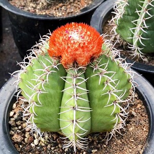 实生魔云 出云开花仙人球花座球属层云碧云多肉植物绿植盆栽
