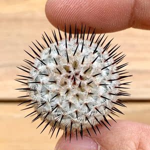 直刺佩雷乳突球属仙人球盆栽花卉稀有品种精品多肉植物室内仙人掌