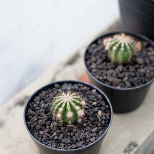 白条丸 实生白城西瓜球尤博球属仙人球冷门稀缺奇特仙人掌桌面小