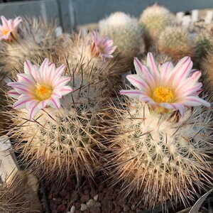 赤花美针玉仙人球实生娇丽属开花仙人掌多肉植物盆栽室内精品盆景