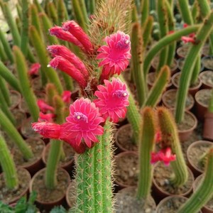 稀有黄金妞【彩舞柱】鞭炮花仙人柱开花仙人球多肉植物金玉兔