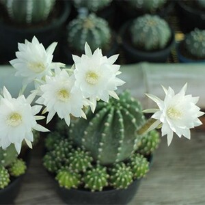 白花王冠短毛丸 粉花短毛丸实生开花仙人球多肉植物盆栽