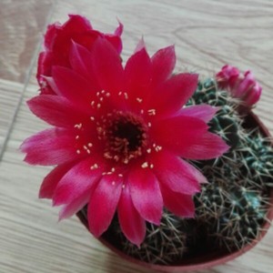 开花仙人球红花朱丽丸多肉植物丽花球树办公室室内防辐射自根