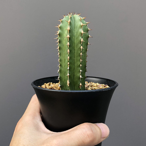 大将军仙人柱沙生好养活仙人球造景多肉植物盆栽桌面防辐射仙人掌