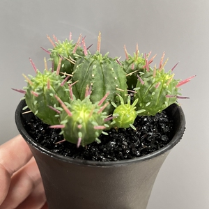 火麒麟大戟科仙人球红刺麒麟仙人掌室内好养防辐射多肉植物小盆栽