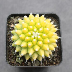 银春锦仙人球 自然变锦稀缺花卉植物 自根开花桌面小盆栽黄色多肉