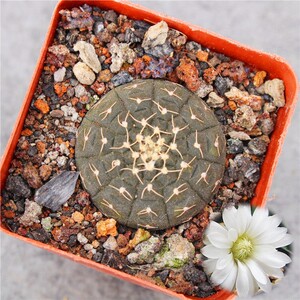 实生拉根仙人球 不扎手开花办公室桌面小盆栽 稀缺花卉植物裸鄂球