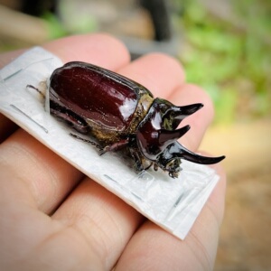 闪亮三角龙兜strategus surinamensis标本a1真甲虫蒸汽昆虫摄影!